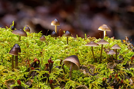 mushroom on ferns thumbnail