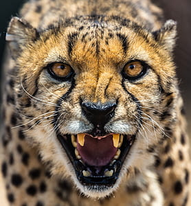 closeup of howling cheetah thumbnail