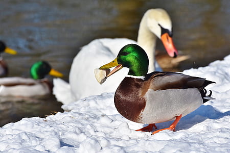 green and brown mallard duck on ground covered with snow thumbnail