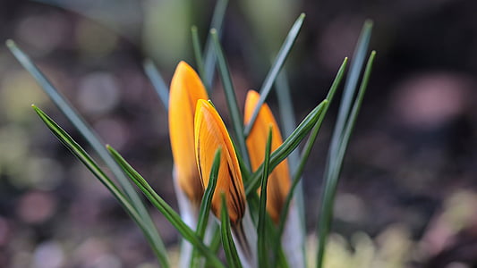 orange petal flower in shallow focus photography thumbnail