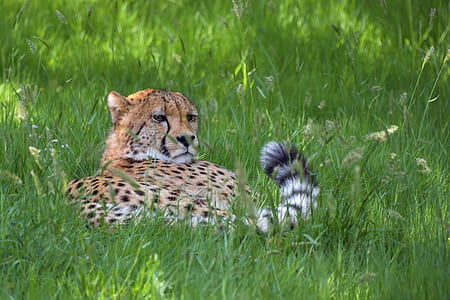 brown toger on green grass field thumbnail