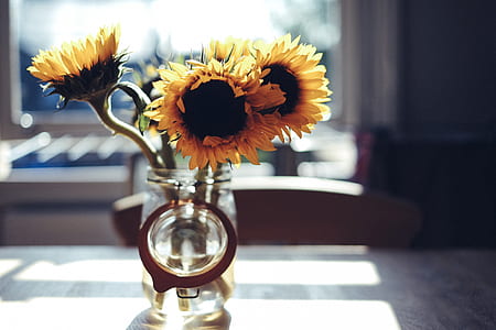 selective focus photography of sunflower in vase thumbnail