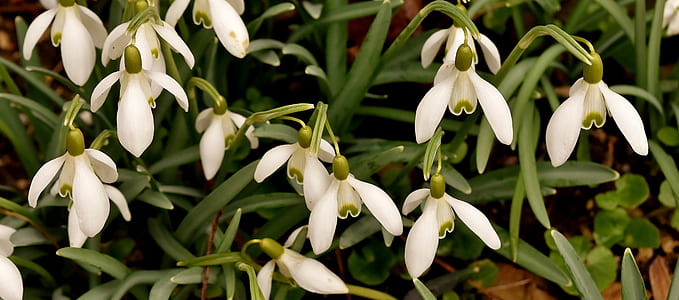 selective focus photography of white petaled flowers thumbnail