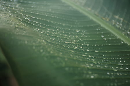 closeup photo of green leaf thumbnail