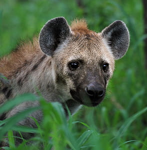 nature, animal, eyes, grass thumbnail