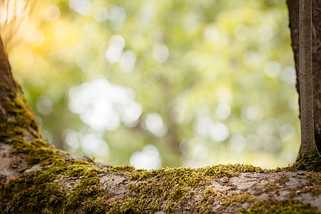 green tree during daytime thumbnail
