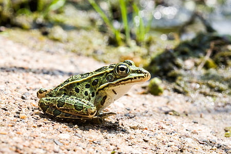 green and black frog standing on brown sand thumbnail