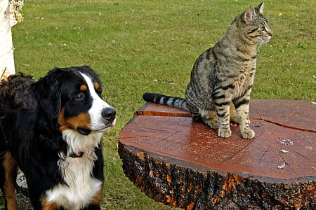 brown tabby cat on brown wood slab table thumbnail