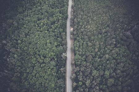 Aerial Photo of Forest thumbnail