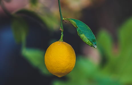 Focus Photo of a Ripe Lemon Fruit thumbnail