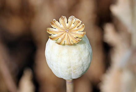 macro photography of white and yellow flower bud thumbnail