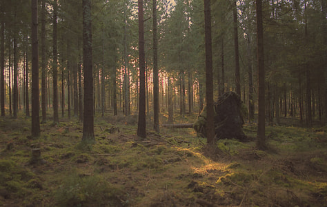 photo of forest during golden hour thumbnail
