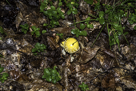Yellow Mushroom on the trail at Algonquin Provincial Park, Ontario thumbnail
