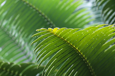 shallow focus photography of green leaves thumbnail