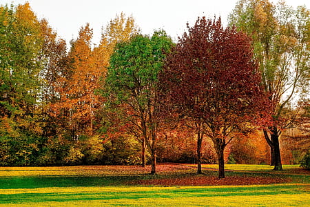 nature, trees, grass, park thumbnail