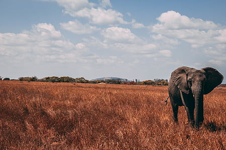 brown elephant on open field thumbnail