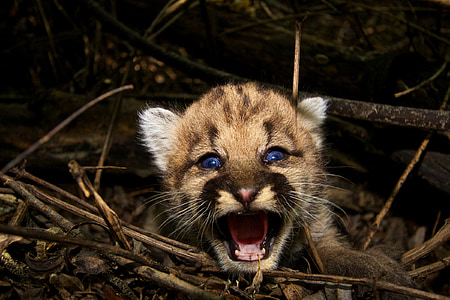wildlife photography of growling leopard cub thumbnail