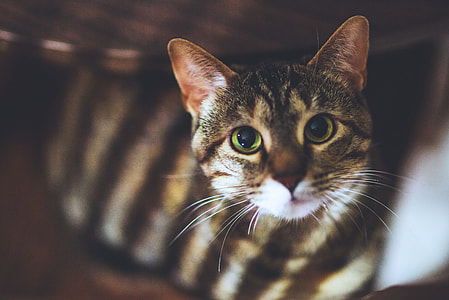 Closeup shot of a house cat thumbnail