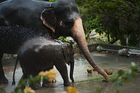 Photo of Black Elephant With Baby thumbnail