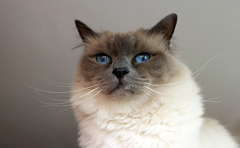 close-up photo of brown cat thumbnail