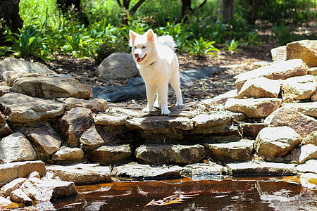 long-coated white dog standing on rocks beside body of water at daytime thumbnail