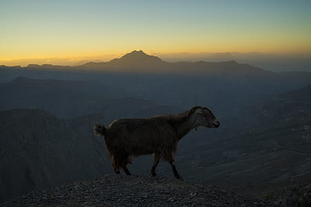 mountain sheep standing on gray pavement during orange sunset thumbnail