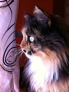 long-fur brown and black cat thumbnail