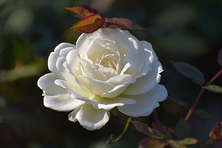 white rose in bloom thumbnail