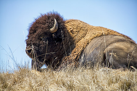 brown bison lying on ground thumbnail