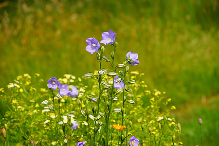 selective focus photography of purple bellflower thumbnail