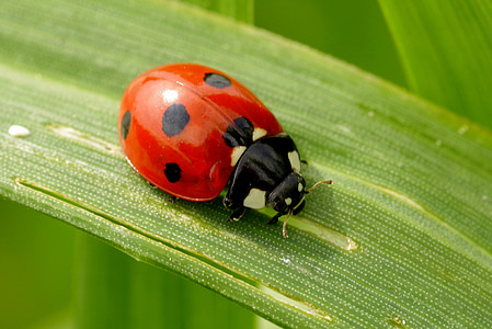 closeup photography of ladybird on green leaf thumbnail