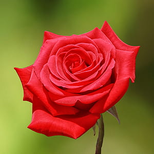 selective focus photography of red rose thumbnail