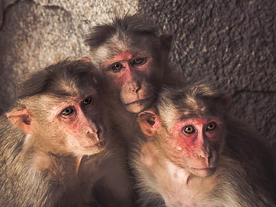 three brown monkeys thumbnail