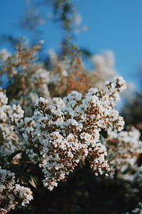 white flowers on macro shot thumbnail
