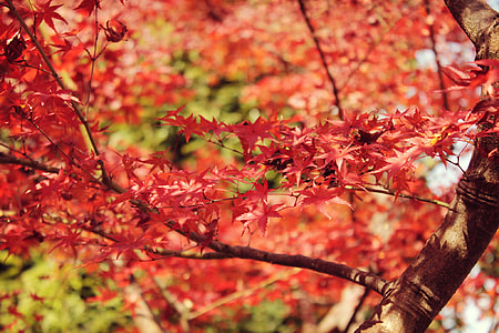 Tilt Shift Photography of Maple tree during Autumn thumbnail
