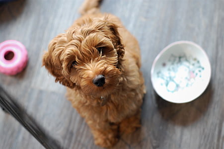 orange toy poodle puppy thumbnail