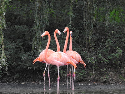 four pink flamingo on body of water thumbnail