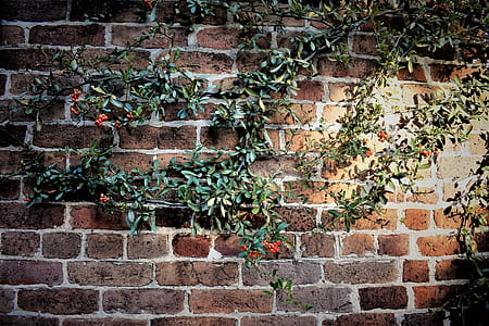 green leafed plants on brow brick wall thumbnail