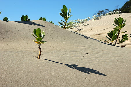 green leaf plant on sand thumbnail