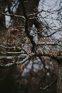 focus photo of dried leaves at daytime thumbnail