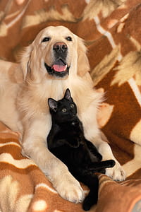 adult golden retriever with black cat on brown textile thumbnail