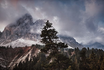 Bird's Eye View Photography of Trees and Mountain thumbnail