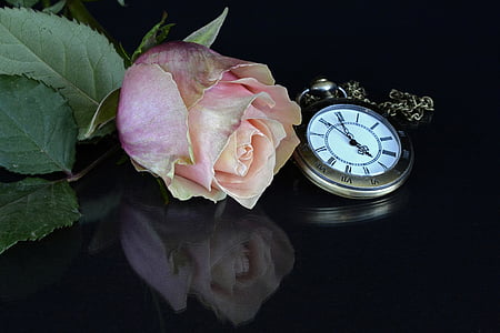 pink rose beside round gold-colored pocket watch thumbnail