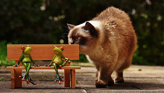 Siamese cat beside two green tree frog sitting on bench in close-up photography thumbnail