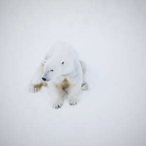 polar bear on white snowfield thumbnail