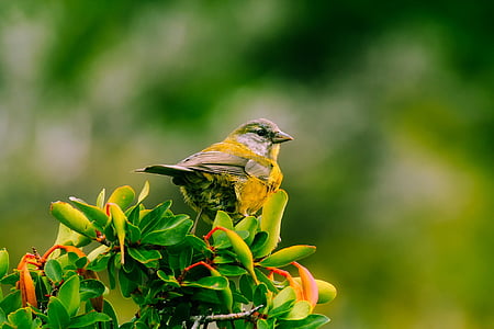 shallow focus photography of yellow and green bird thumbnail