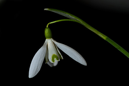 focus photography of white snowdrop flower thumbnail