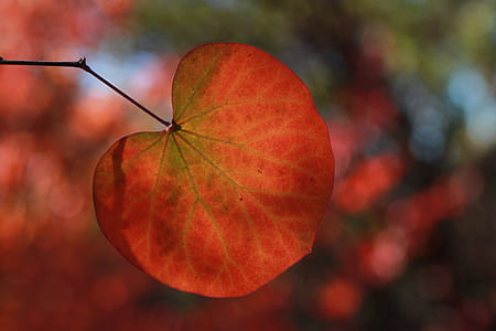 close up photo of red leafed plant at daytime thumbnail