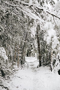 snow-covered land photography thumbnail