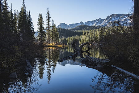 body of water near forest field thumbnail